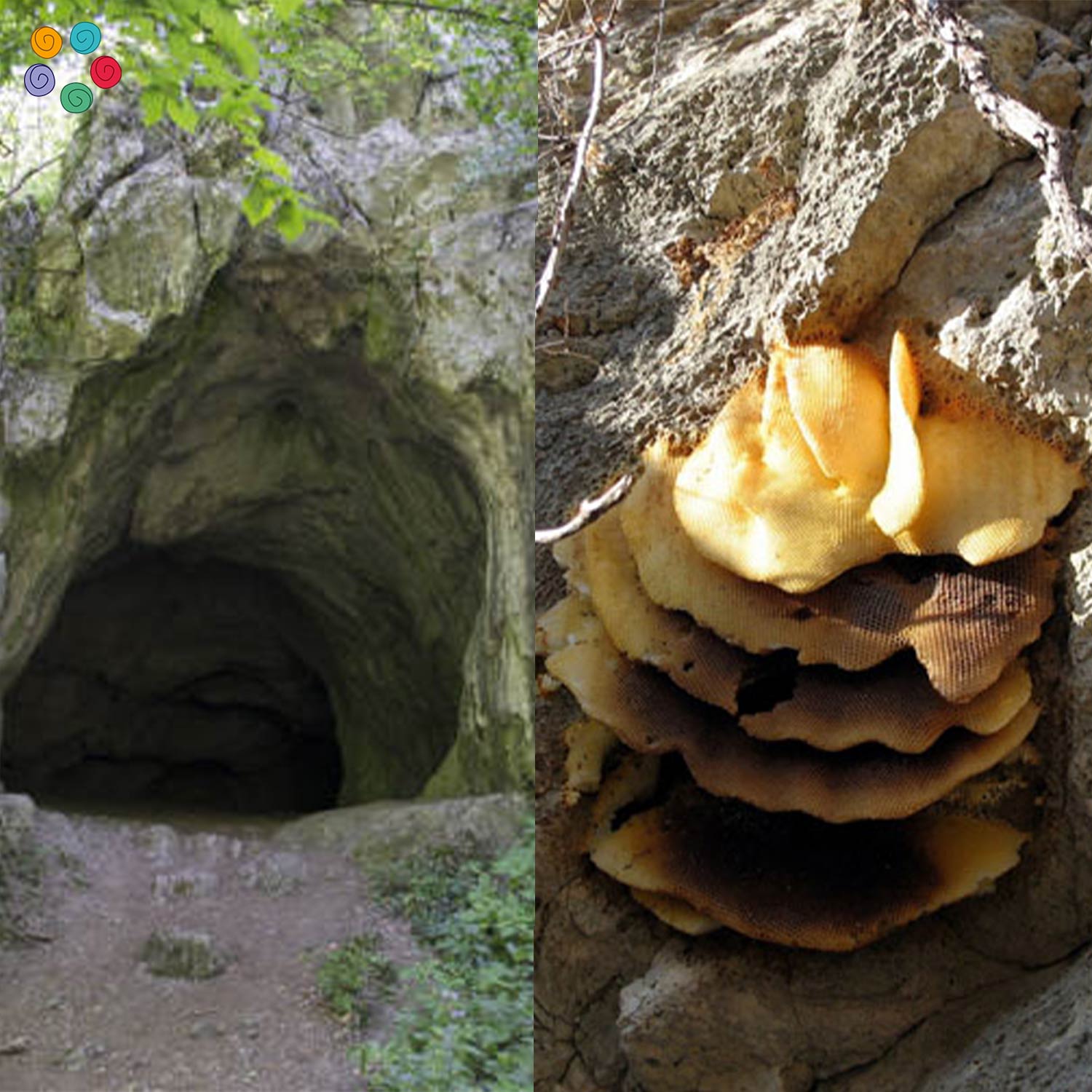 Cave Black Wild Honey - Oorla